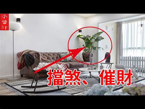 擋煞植物 辦公室|【辦公室 擋煞】辦公室風水佈局全攻略！植物擺放與煞氣破解法